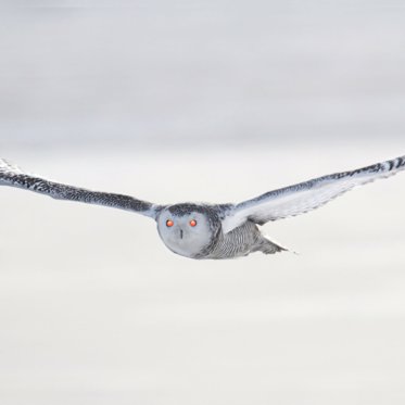 Russian Military Shows Off ‘Cyborg’ Owl Spy Drones