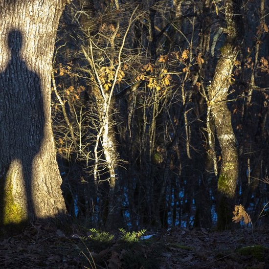 A Shadow-Beast in the Woods of England