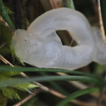 Virginia Couple Discover Mysterious ‘Star Jelly’ in Garden