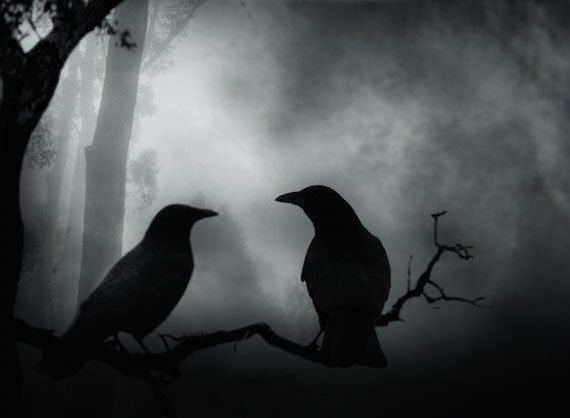 45288090 crows wallpapers 570x418