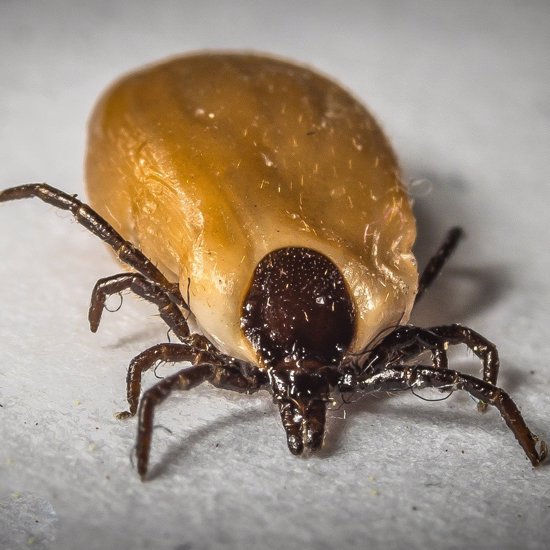 US Congress Orders Pentagon to Reveal If Lyme Disease-Carrying Ticks Were Weaponized