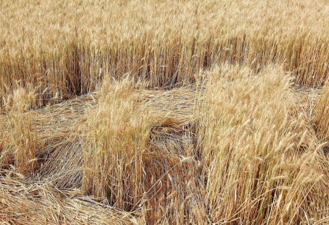 First Crop Circle of 2021 Spins the Mind