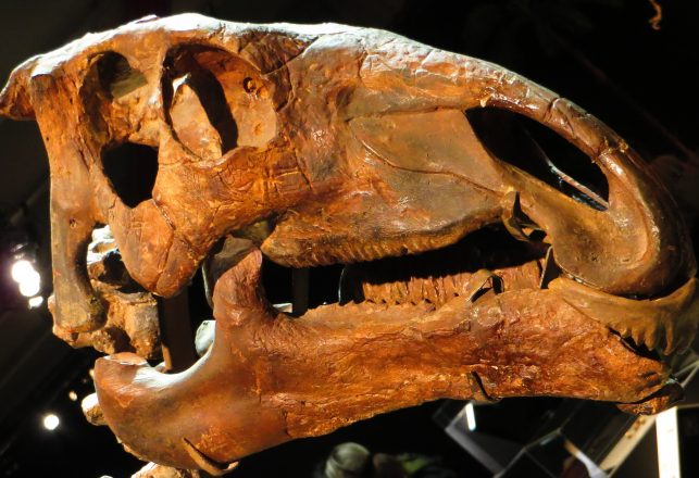 Bizarre New Shovel-Faced Dinosaur Discovered in Texas