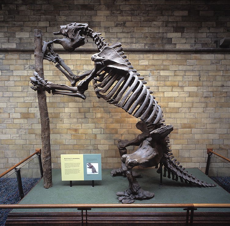 megatherium giant sloth fossil way two column