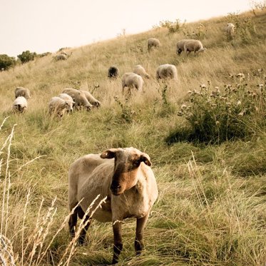 Strange Creature in Romania Attacks Shepherd, Livestock and Dogs