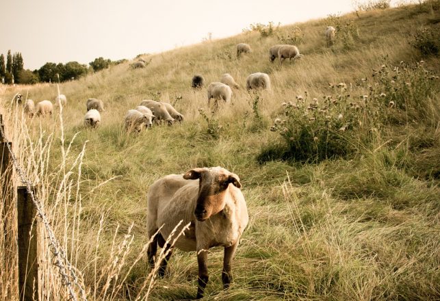 Strange Creature in Romania Attacks Shepherd, Livestock and Dogs