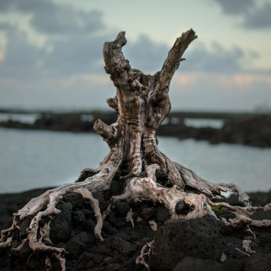 Leafless “Zombie” Tree Stump is Changing Our Understanding of Plant Coexistence