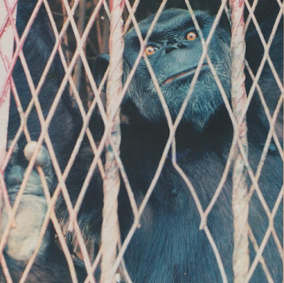 Photo of the Yaounde Zoo mystery ape