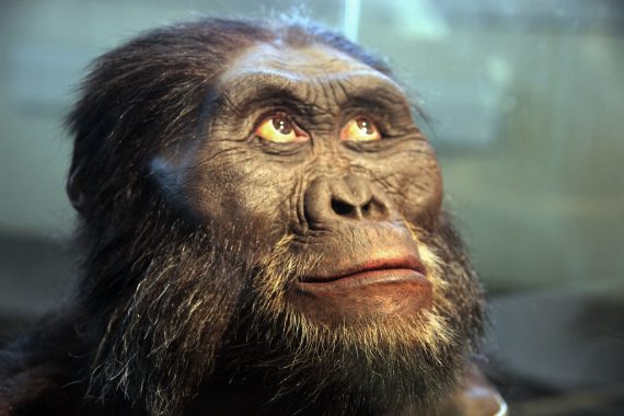 Australopithecus afarensis 1 570x380
