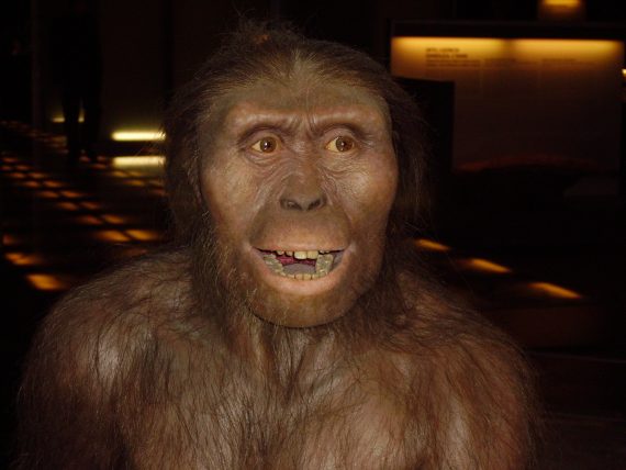 Australopithecus afarensis 570x428