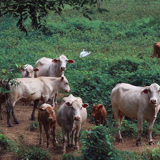 Cattle Mutilations: Who or What are the Culprits?