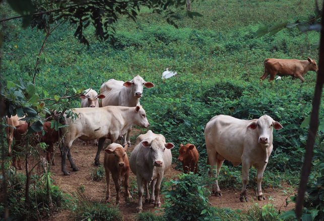 Cattle Mutilations: Who or What are the Culprits?