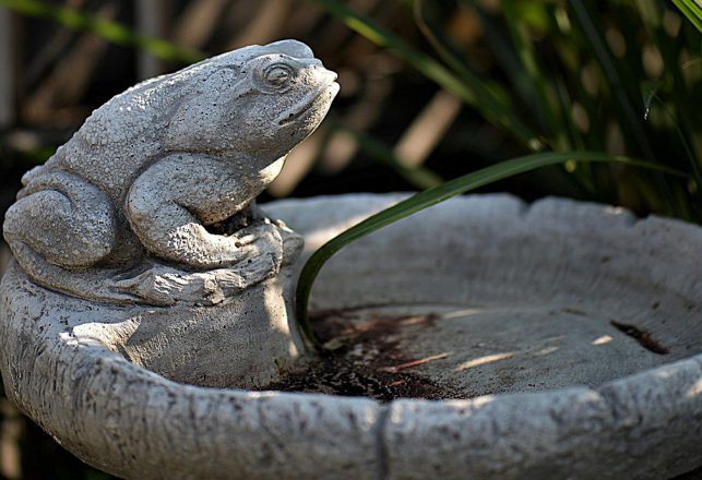 Pondhenge? Giant Frogs Move and Arrange Giant Rocks in Cameroon