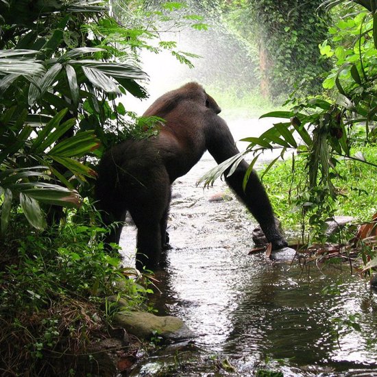 How Many Kinds of Mysterious Apes are There Beyond Bigfoot and the Yeti?