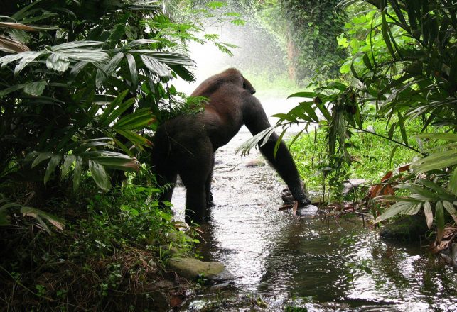 How Many Kinds of Mysterious Apes are There Beyond Bigfoot and the Yeti?