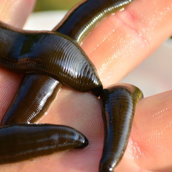New Kind of Blood-Sucking Leech Discovered in Washington DC