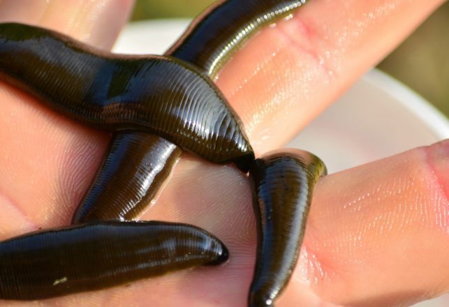 New Kind of Blood-Sucking Leech Discovered in Washington DC