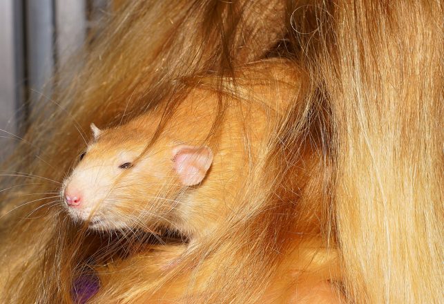 Human-Rats Are Being Created in Japan and Human-Monkeys in China