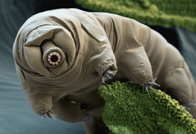 The First Interstellar Astronauts May Be Tardigrades — Or Are They Already?