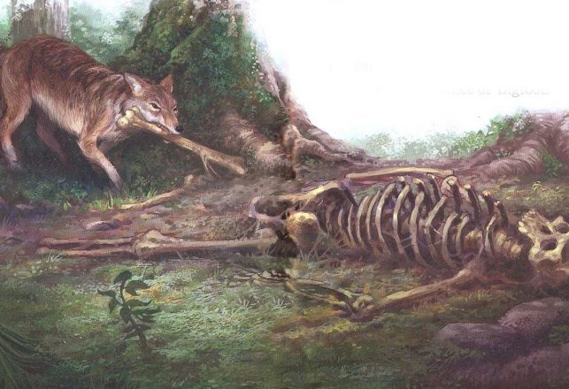 Mysterious Cases of Dead Bigfoot Bodies