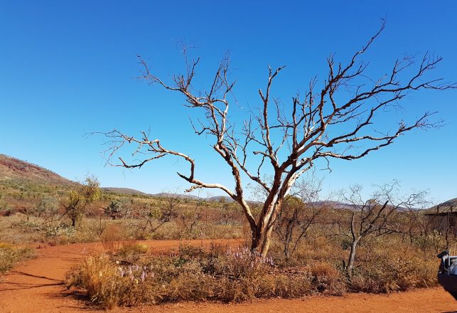 Earliest Life On Earth Discovered In Australian Desert