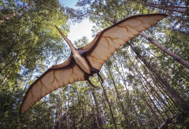 Pterodactyls in Modern Times?