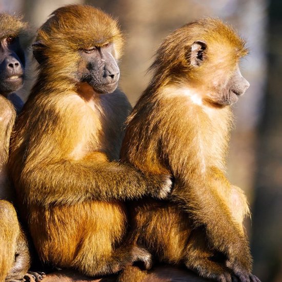 Pesky Primates Prowling Around the U.K.