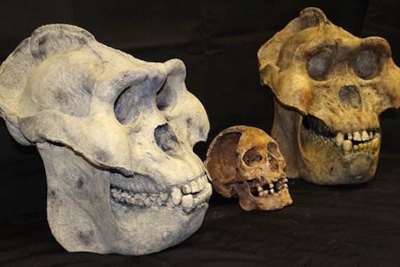 gigantopithecus skull cast TMF 1b