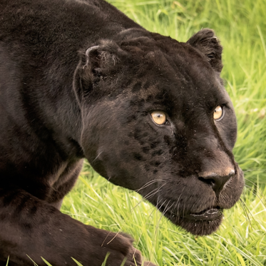 Continued Sightings of Big Black Cats Raise Questions Among Wildlife Officials