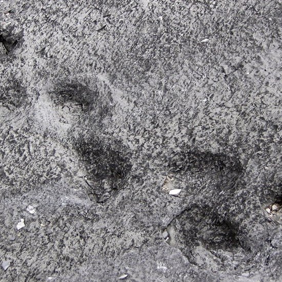 How a Set of Odd, Humanlike Fossil Footprints Caused a 19th Century Controversy