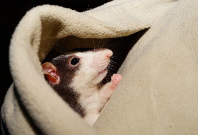 Scientists Have Trained Rats To Drive Tiny Cars