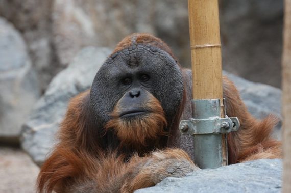 orangutan theor of mind great ape experiment 570x379