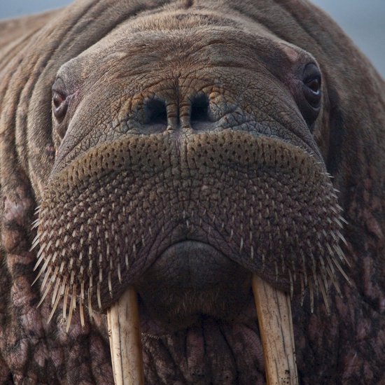 Russian Navy Vessel Attacked and Sunk By A Walrus