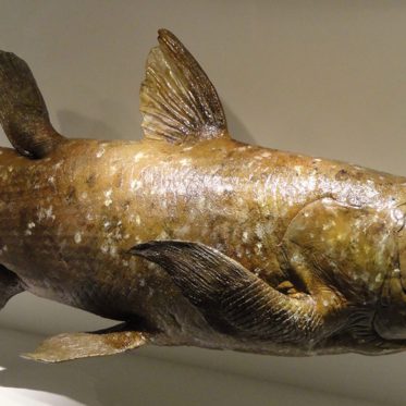 From the Coelacanth to Cryptid Creatures