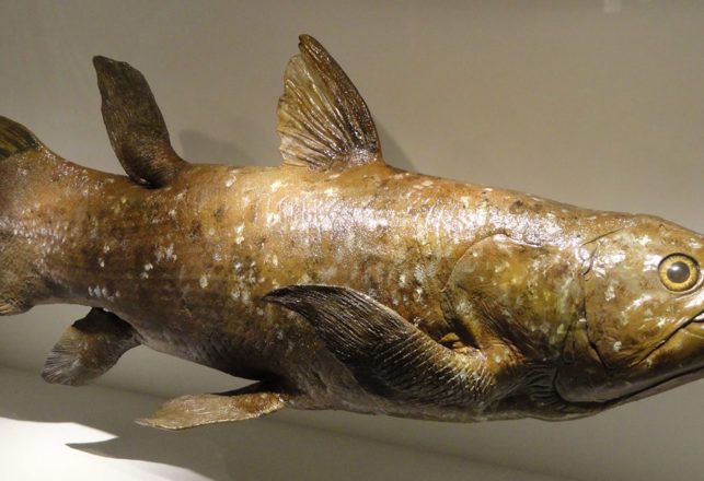 From the Coelacanth to Cryptid Creatures