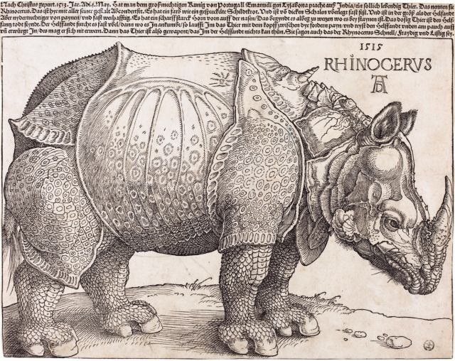 Rhino 640x508