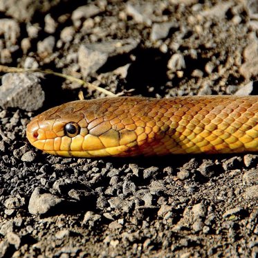 Ancient Two-Legged Snake With Biblical Ties Discovered In Argentina