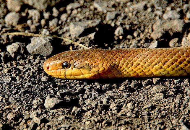 Ancient Two-Legged Snake With Biblical Ties Discovered In Argentina