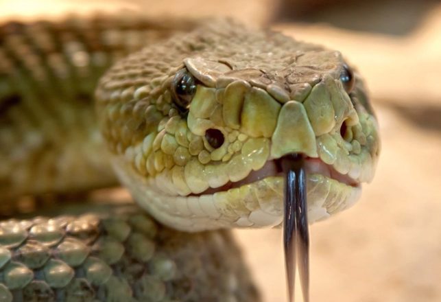 Weirdness at Loch Ness: Not a Monster in Sight. A Snake-Goddess? Hell, Yes!