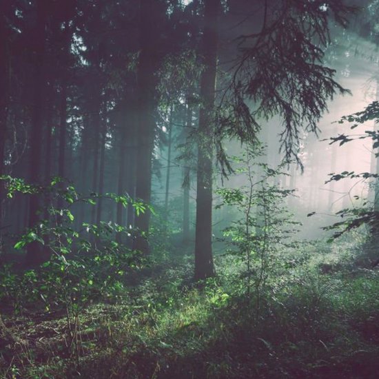 The Missing 411: Some Strange Cases of People Spontaneously Vanishing in the Woods