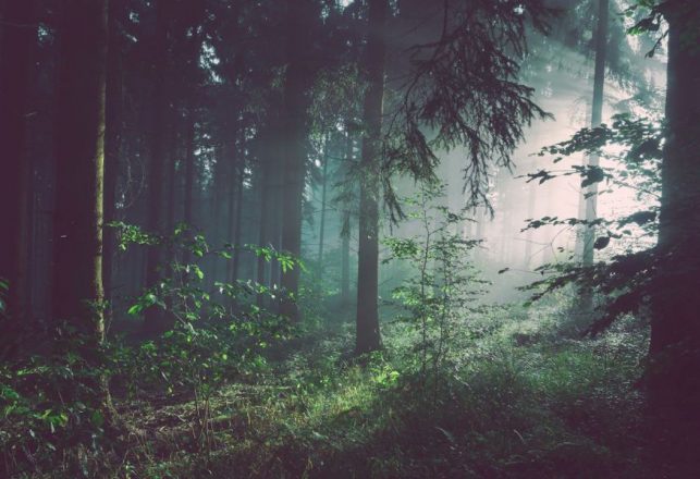 The Missing 411: Some Strange Cases of People Spontaneously Vanishing in the Woods