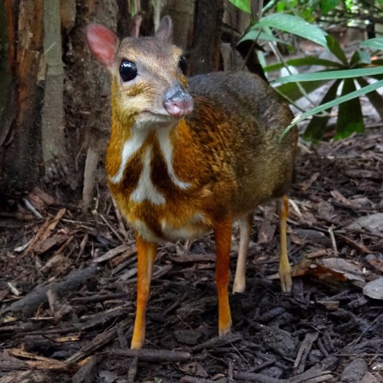 “Mythical” Vietnamese Mouse-Deer Thought to be Extinct Caught on Camera
