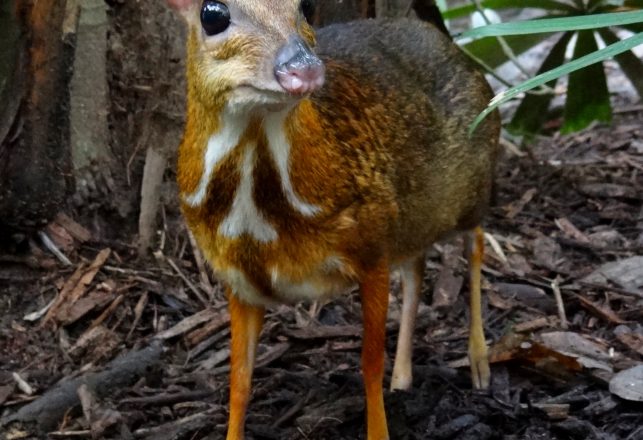 “Mythical” Vietnamese Mouse-Deer Thought to be Extinct Caught on Camera