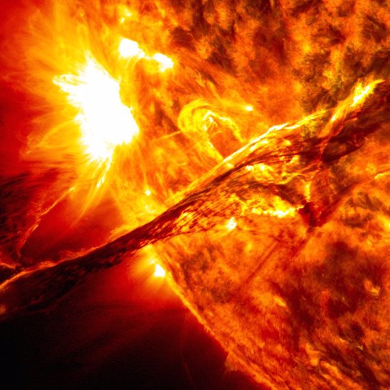Bizarre Speculation on Lifeforms on the Sun