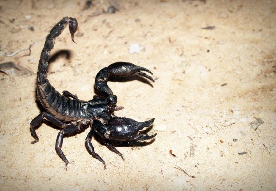 Scorpion 570x395