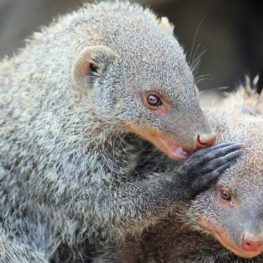 The Tale of a Legendary Talking Mongoose: Back in the News