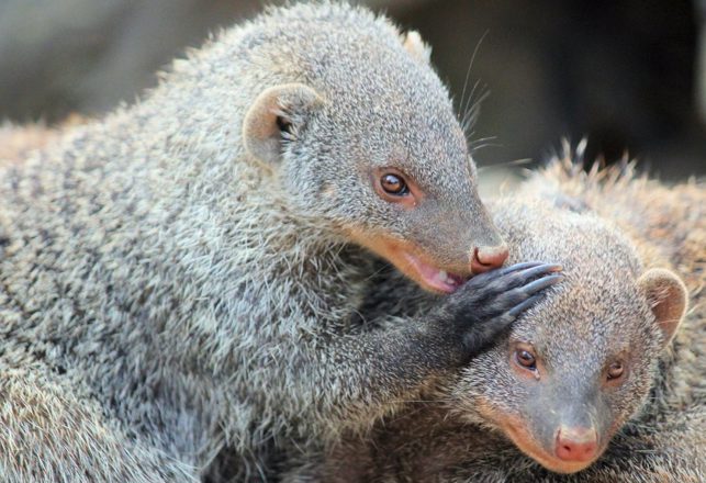 The Tale of a Legendary Talking Mongoose: Back in the News