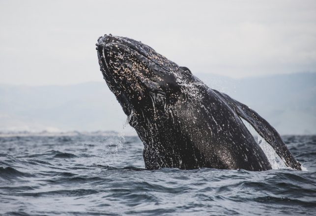 Solar Storms Might Cause Gray Whales to Get Lost and Stranded During Migration