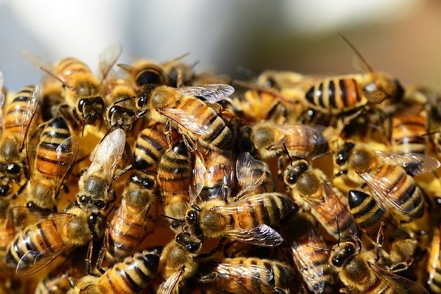 honey bees 326334 640