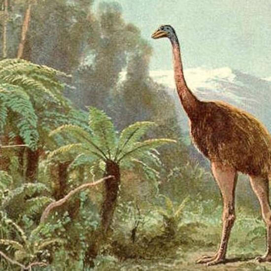 Mysterious Modern Sightings of the Moa